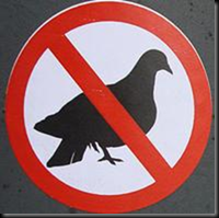 Stop Pigeons Nesting Under Solar Panels